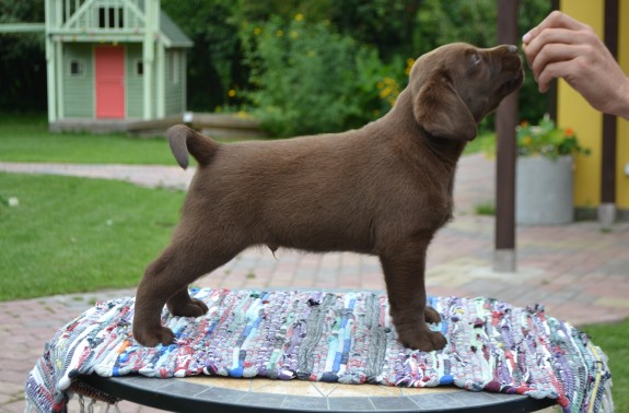 chocboy