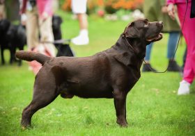 Beckettelf Silly Peter Pan